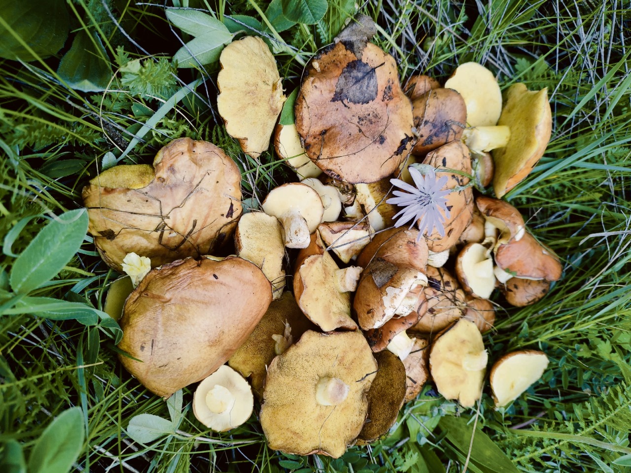 Воронежские грибники открыли сезон сбором маслят 